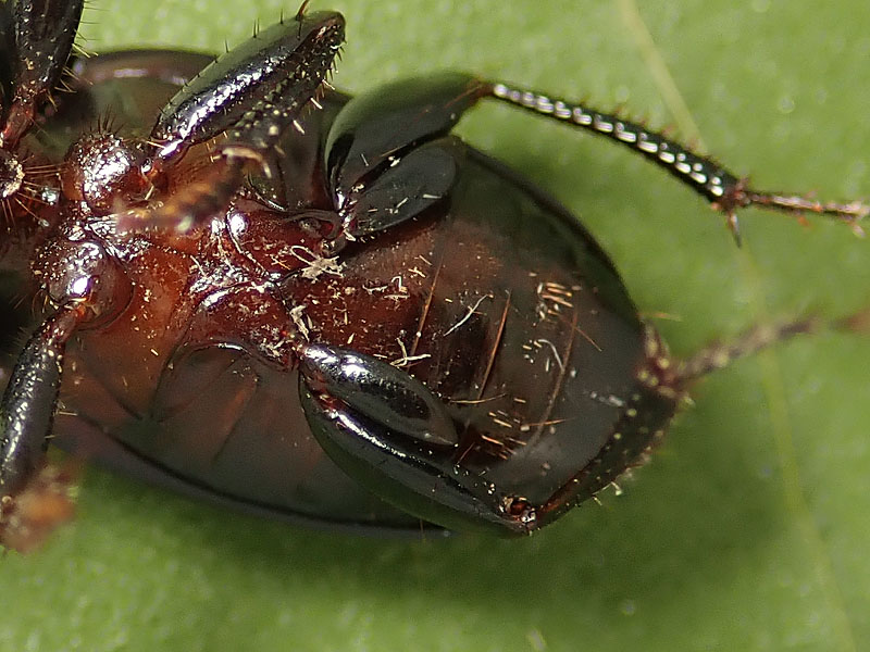 Carabidae: ancora Harpalus?  S, Harpalus dimidiatus